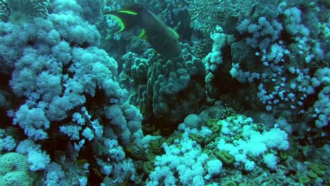 Yellow-edged lyretail or lyretail grouper (Variola louti) near coral reef, Red sea, Marsa Alam, Abu Dabab, Egypt
