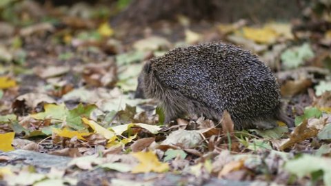 Hedgehog searching for food on the ground in fall between leaves, gras and trees. Telephoto lens close up hand held.