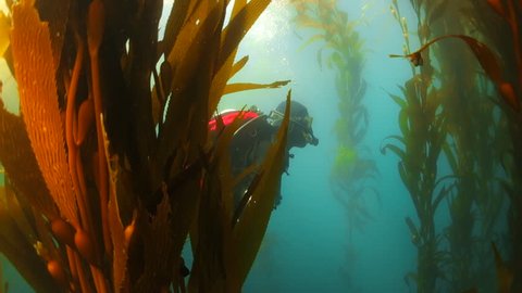 Scuba Diver in a Kelp Forest in Monterey, CA