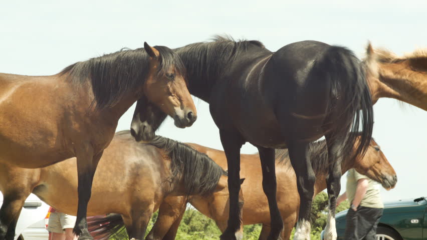 New Forest Ponies/Horses being Affectionate to eachother | Shutterstock HD Video #1029053972