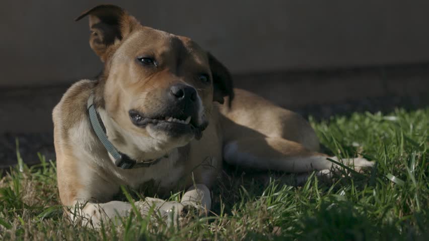 Young brown dog with a blue collar chewing on a rawhide bone in the backyard.