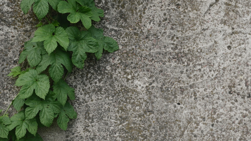 concrete wall, vintage style. as background with copy space. On the left side there are creepers.concrete wall with a green vine on the right and a place for text