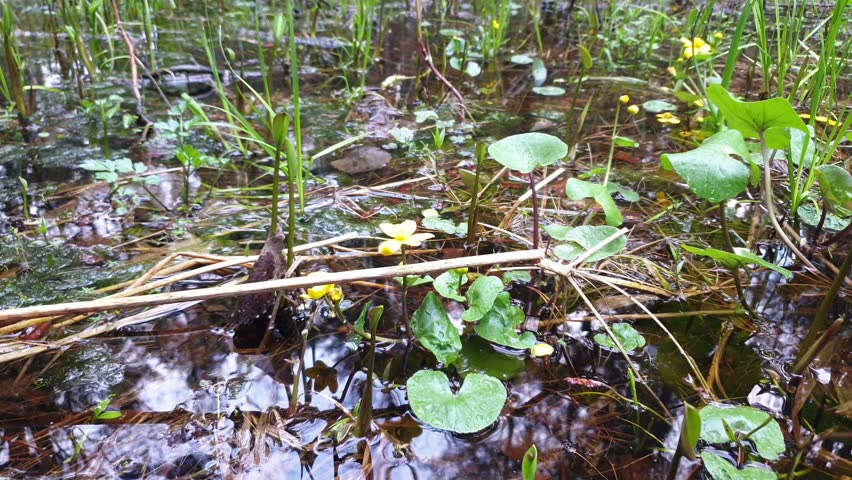 Yellow flowers in the swamp. Marsh vegetation close up.
