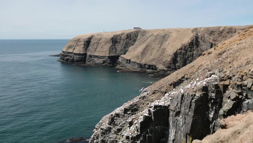 Northern Gannets at Cape St. Mary