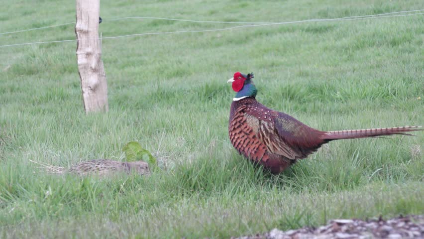 female and male pheasant standing in the landscape