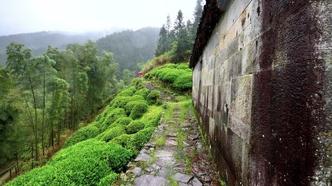 The tea plantation on Wuyuan mountain in raining day, beautiful landscape of Chinese tea mountain and hiking trail, super slow motion.