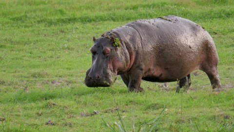African adult and large hippo defecates on the grassland Savannah, urination and poop under pressure, funny sprinkles excrement on small birds that fly in different directions.