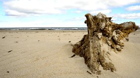 Driftwood at a beach of the Baltic Sea with strong surf
