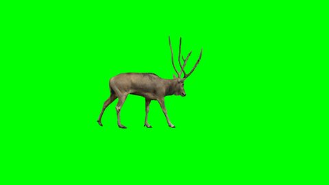 David's deer slowly walking across the frame on green screen, real shot, isolated with chroma key, perfect for digital composition, cinema, 3d mapping.