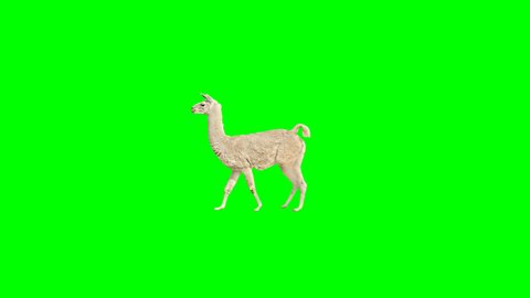 Lama slowly walking across the frame on green screen, real shot, isolated with chroma key, perfect for digital composition, cinema, 3d mapping.