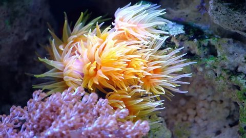 Pink Orange Super Sun Coral, Tubastraea,  show large long polyps to capture food in sea ocean