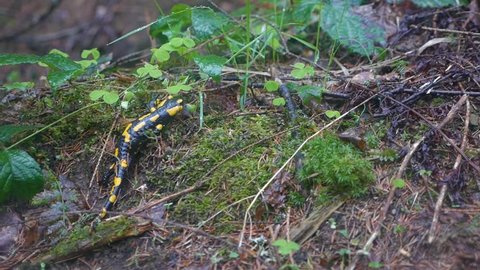 Salamander in the woods. Nature