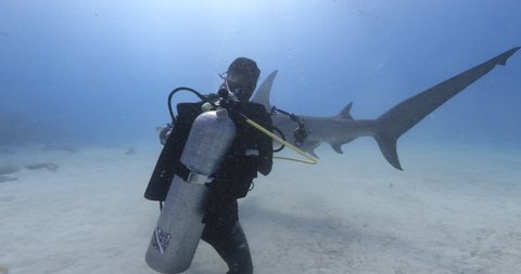 Great Hammerhead shark approach diver