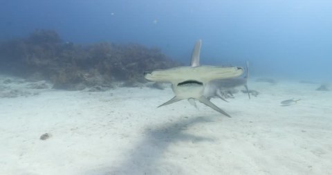 Great Hammerhead shark approach diver