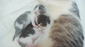 cat feeds newborn kittens. the cat and little kittens lifestyle slow motion video. pet concept