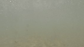 A short HD video clip taken underwater on a beach shore while swimming through the shallows where the waves have stirred up the sand and seaweed into the water.