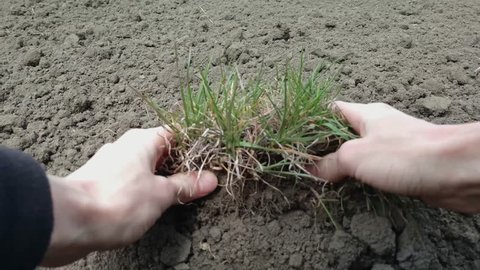 Farmer's hands are planting grass seedlings into the soil
