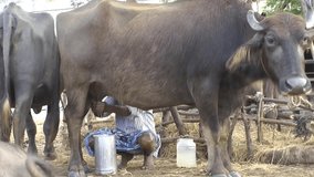 Closeup View of Milkman or Milk Man Milking His Buffalo at Atthipet Kattupalli, Thiruvallur District -Tamil Nadu in India
