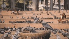 City pigeons and one crow drink water in the square where pigeons are fed. Slow-motion video in Mumbai city.