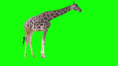 4K Green Screen Giraffe Eating From Tree in Chroma Key Green African Giraffe Walking and Eating