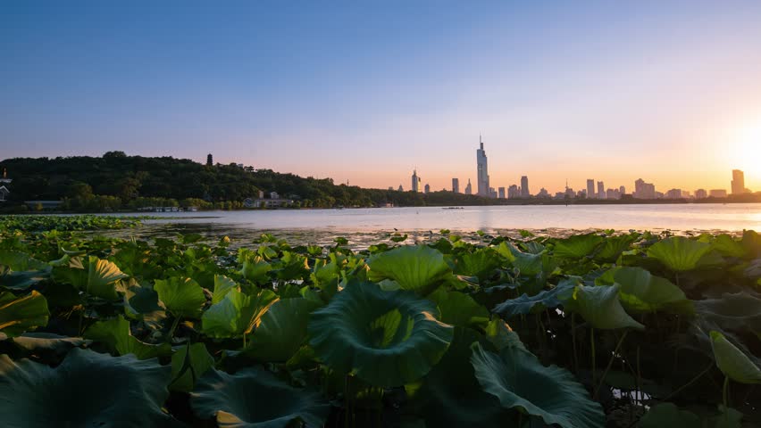 Time lapse of the lotus pond in Xuanwu lake at sunset in Nanjing city.