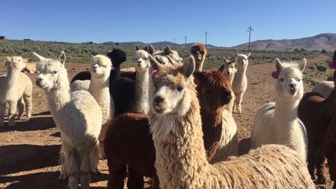 Herd of alpacas stand in a group, looking attentive. They have their ears at attention. The sky is beautiful behind them.