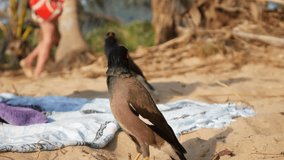 Common Myna or Acridotheres tristis waiting for food from tourists on the beach in Thailand. Closeup. 4k