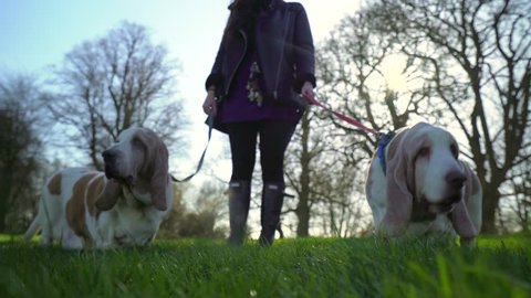 Attractive woman standing with 2 Bassett Hounds on a lead in a Park