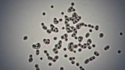 4K - Cloning bacteria (microscopic CGI plate)