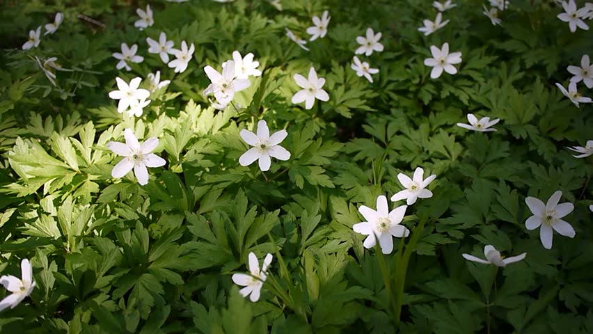 White flowers grow in the spring Sunny forest