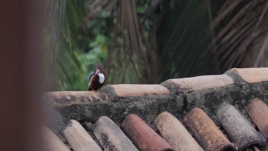 White-breasted Kingfisher in Sri Lanka