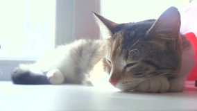 cat striped tricolor sleeping concept. the cat is sleeping lifestyle on the window sill the sunlight with the window is a cute video