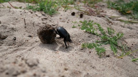 dung beetle rolling a dung ball into his den. A tireless insect works on a sandy dune. Desert des Agriates, Corsica, France