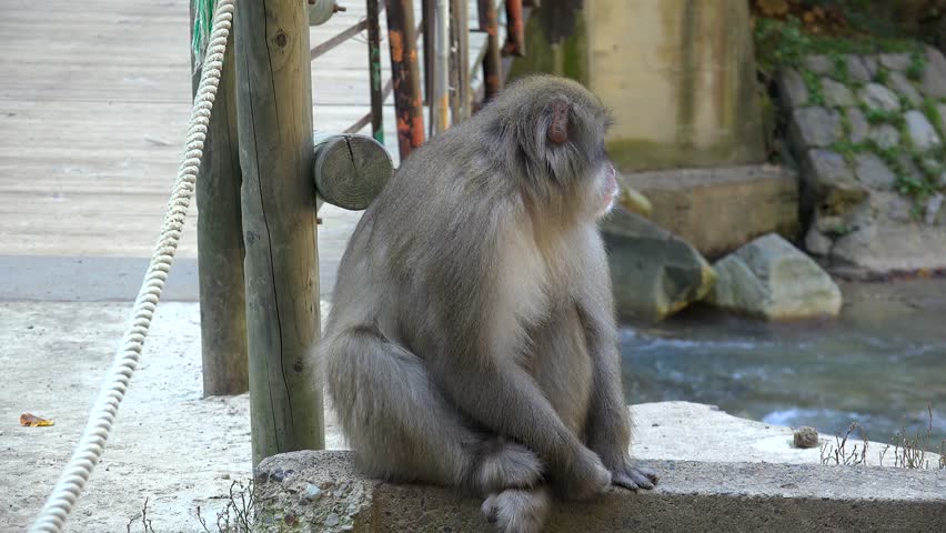 Japanese macaque (snow monkey)  in the Jigokudani Monkey Park by autumn.  Yamanouchi, Nagano Prefecture, Japan
