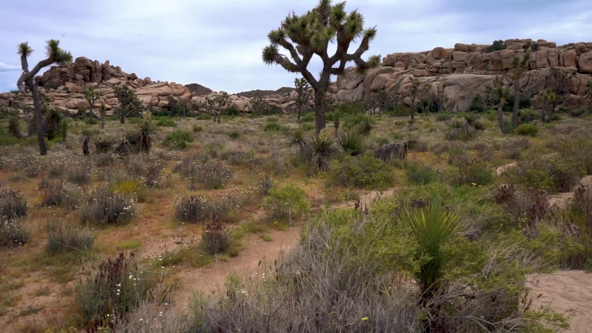 Panning shot of the flowers blooming in Joshua Tree 