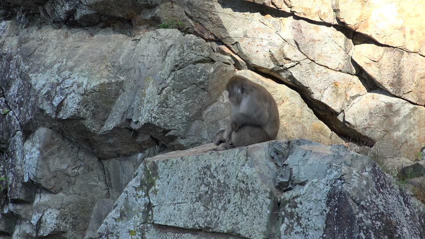 Japanese macaque sits on the rocks  in the Jigokudani Monkey Park.  Yamanouchi, Nagano, Japan