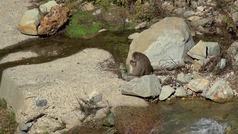 Japanese macaque (snow monkey)  in the Jigokudani Monkey Park.  Yamanouchi, Nagano, Japan