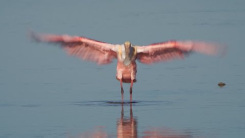 Roseate spoonbill (Platalea ajaja) is a gregarious wading bird of the ibis and spoonbill family. Feeds in shallow fresh or coastal waters by swinging its bill from side to side as it steadily walks