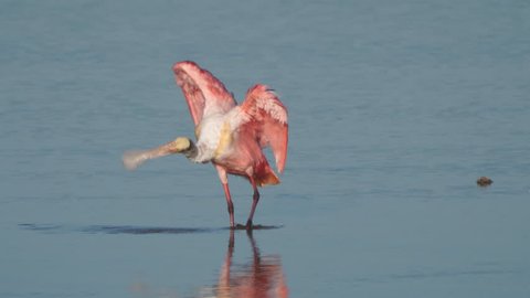 Roseate spoonbill (Platalea ajaja) is a gregarious wading bird of the ibis and spoonbill family. Feeds in shallow fresh or coastal waters by swinging its bill from side to side as it steadily walks