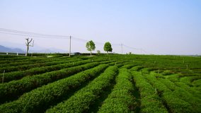 4K video of tea plantation in Chiangrai province, Thailand.