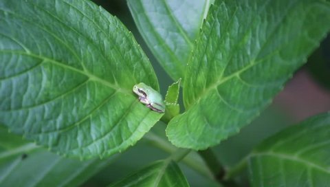 Japanese tree frog on Hydrangea leaf