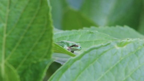 Japanese tree frog on Hydrangea leaf