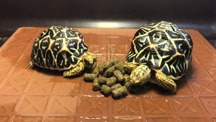 indian star tortoise food