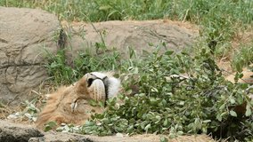HD video one male lion lying in a bush stretching then laying head back down sleeping. Male lions spend 18 to 20 hours a day sleeping, and following a large meal, lions may even sleep up to 24 hours.