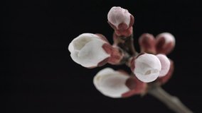 Spring flowers opening. Beautiful Spring Apricot tree blossom open timelapse, extreme close up. Time lapse of Easter fresh pink blossoming apricot closeup. Blooming backdrop on black 4K UHD video