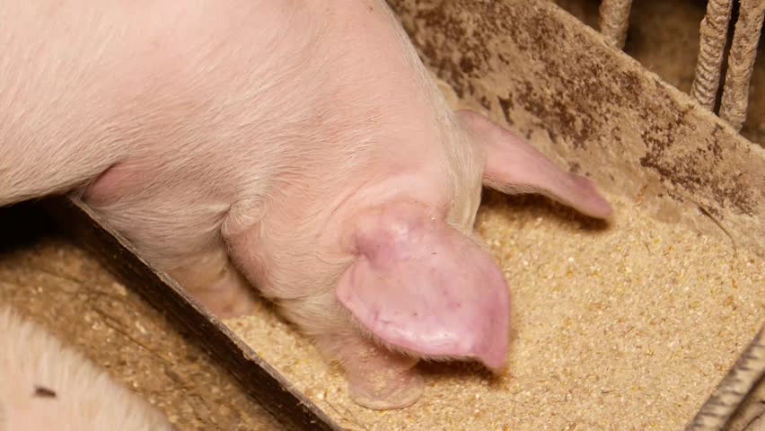 Big pig eating food on farm, rear view of head shot close-up of mighty pig, 4k video