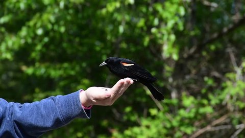 Hand feeding a red wing blackbird.
Delta BC Canada
