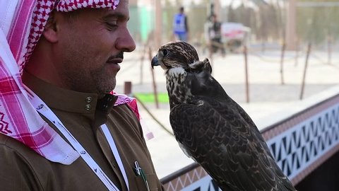 Riyadh, Saudi Arabia – January 26th 2019: Emotional Moment Between Trained Falcon (Saqr) And His Owner From Saudi Arabia (SloMo).