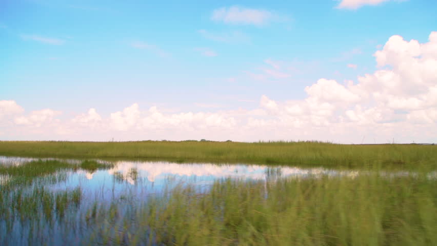 The everglades move by while on a boat in florida in slow motion