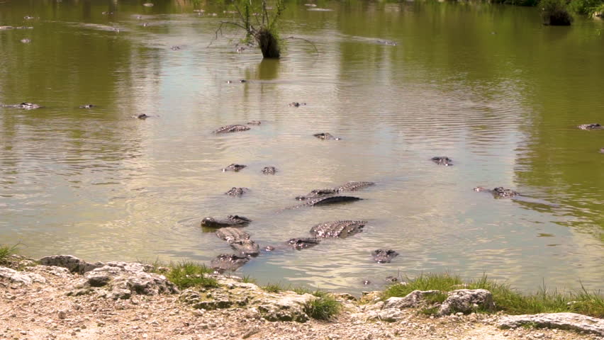 Alligators swimming in a lake in the Everglades in Florida in slow motion